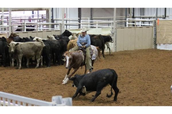 The Arabian Cutting Horse Association