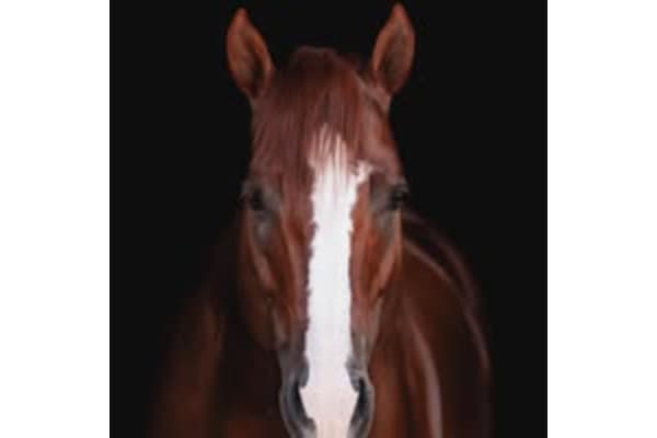 J3 Performance Horses