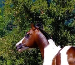 Precision Horse Training