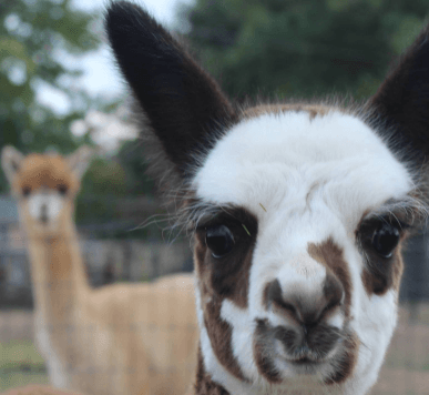 DJ's Classic Alpacas