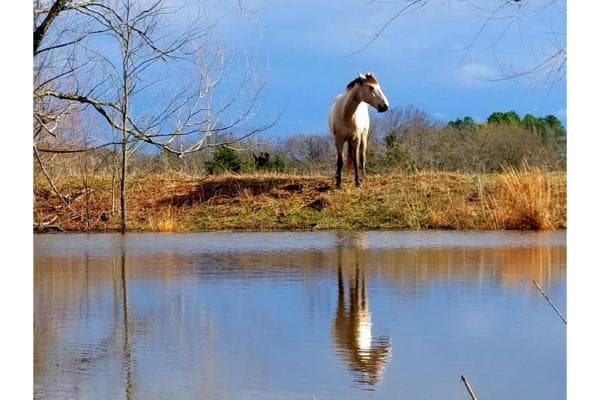 BradLind Ranch Horse Boarding