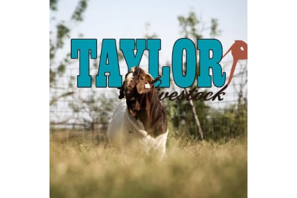 Taylor Livestock