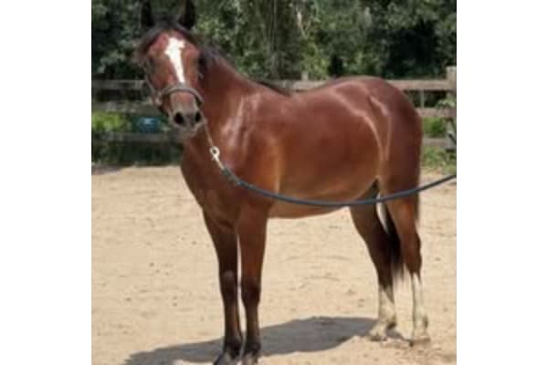 Sneak Away Riding Club