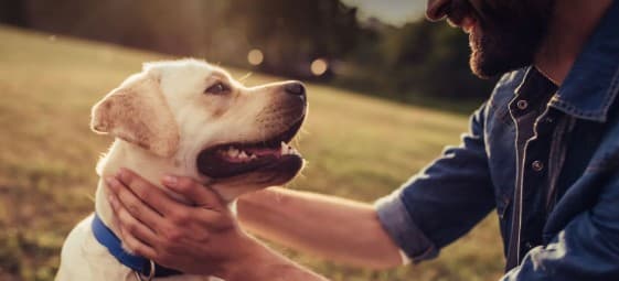 Lakes Area Veterinary Hospital