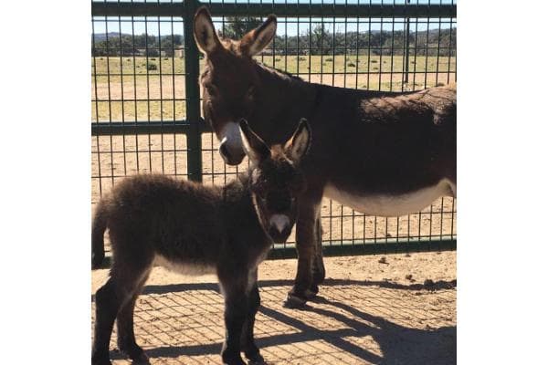 Country Music Miniature Donkeys gallery 2