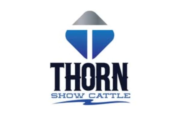 Thorn Show Cattle