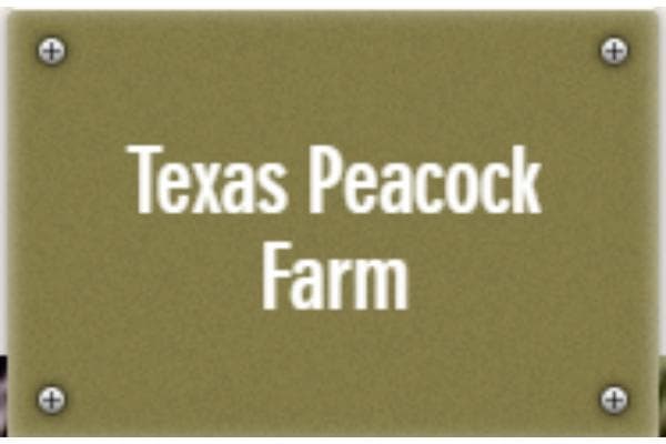 Texas Peacock Farm