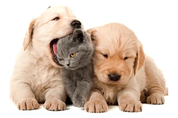 Galveston Veterinary Clinic