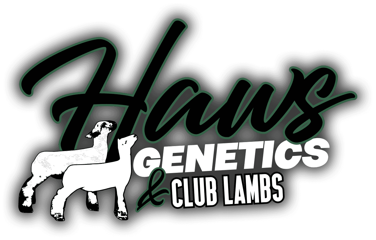 Haws Genetics & Club Lambs
