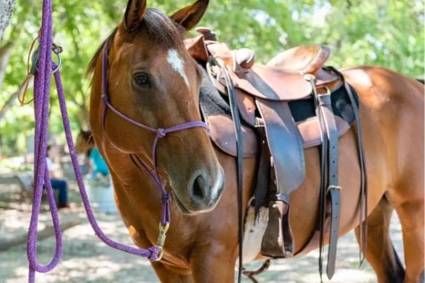Equal Partners Horsemanship gallery 2
