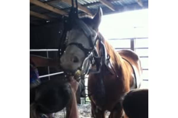 Equine Mobile Veterinary Services: Kris Anderson DVM