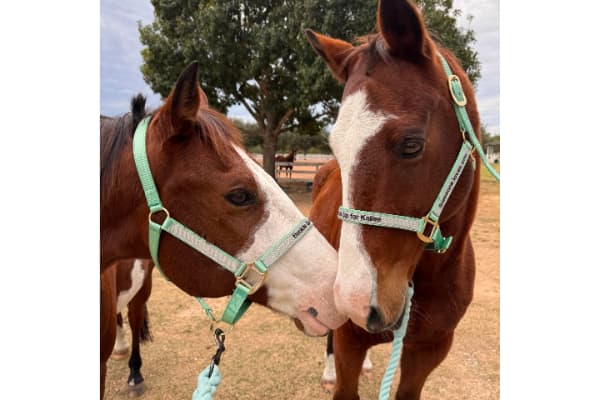 Lone Star Riding School