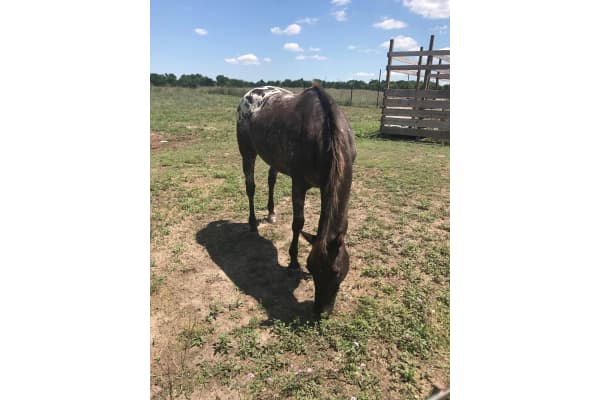 Robbyns Nest Equestrian Center & Rescue Foundation