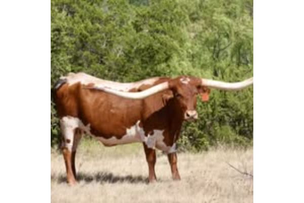 Buffalo Gap Longhorns, LLC