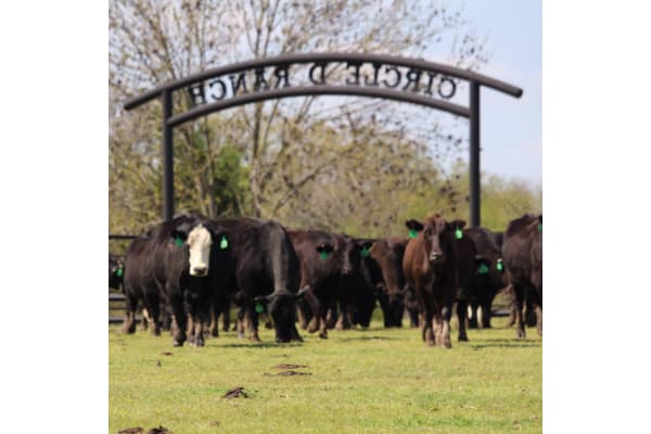Circle D Ranch