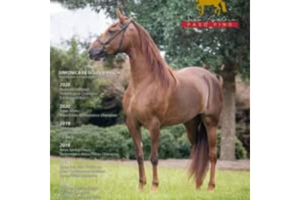 Santa Apolonia Paso Fino