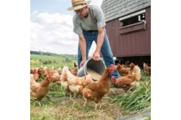 Saunders Duck and Poultry Farm