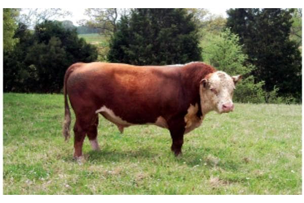 Happy Cattle Company