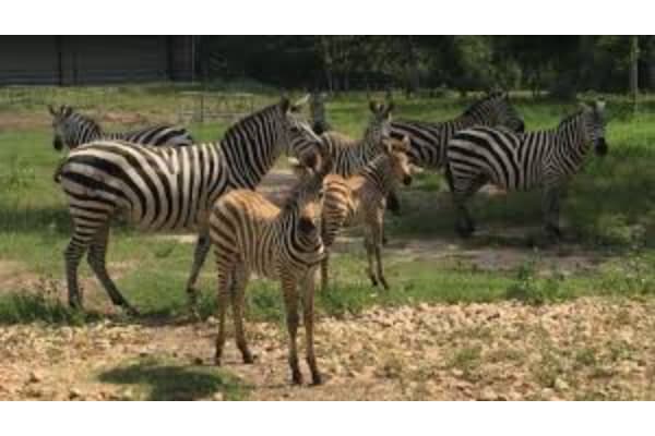 Zebras For Sale