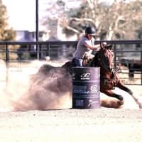 Morris Performance Horses