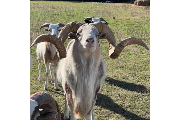 Green Gate Farm Painted Desert Sheep