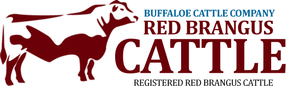 Buffaloe Cattle Company