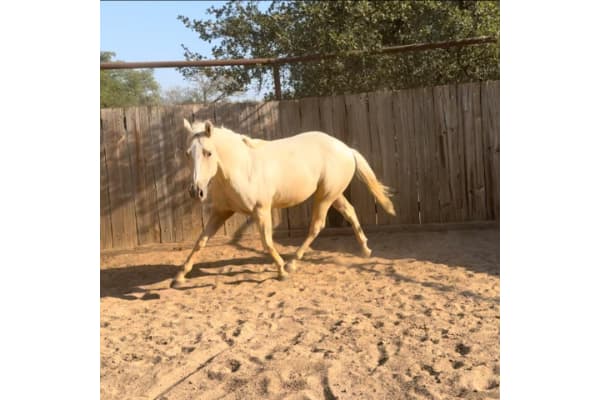 Live Oak Horse Veterinary Clinic PC