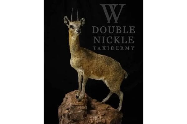Double Nickle Taxidermy