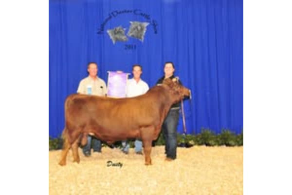 Bar None Dexter Cattle