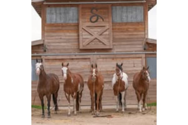 Success Performance Horses