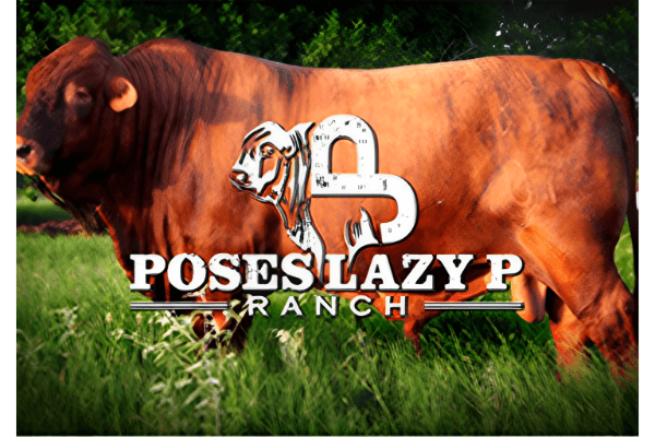 Poses Lazy P Ranch