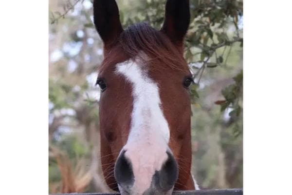 Elite Riding Stables