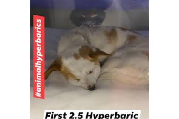 All Creatures Hyperbaric Care Belton Lake