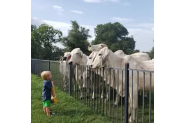 Zephyr Cattle Company