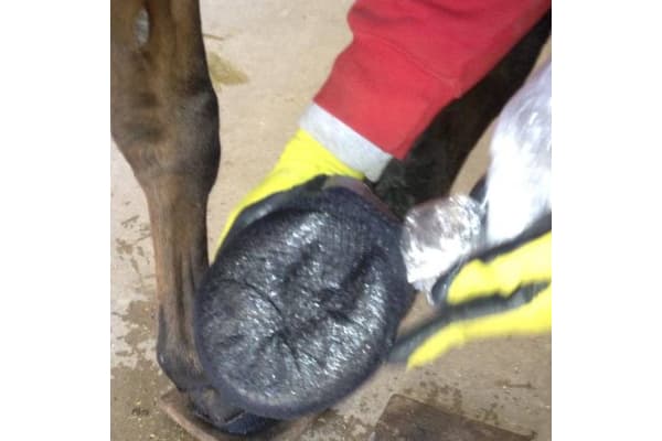HoofPros - Professional Farrier Service, Pat Burton, CJF & Associates