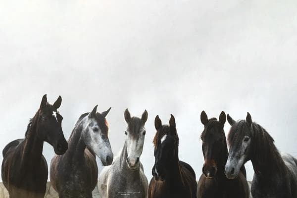 Bella Luna Equestrian