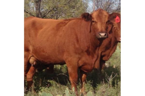 Producers Livestock Auction Co