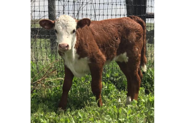 Sneed-Pool Cattle Co