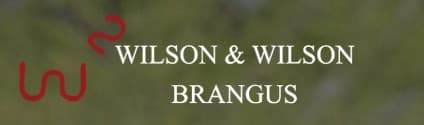 Wilson & Wilson Brangus