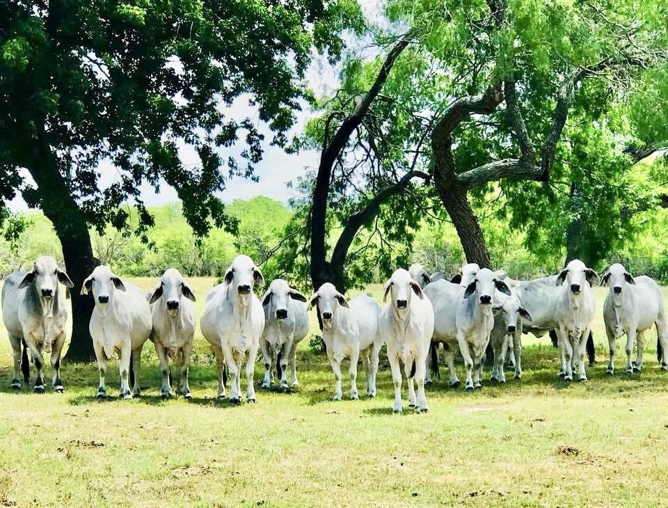 Smart Brahman Cattle