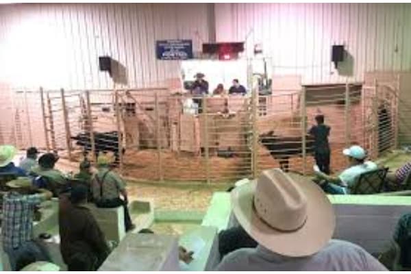 Edinburg Livestock Auction