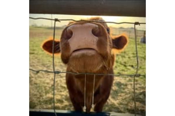 Cobb Veterinary Clinic