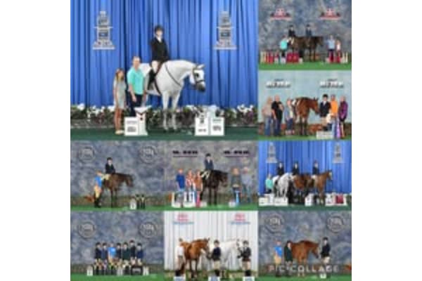 Box T Performance Horses