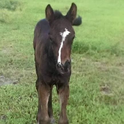 Horse & Hound Stables