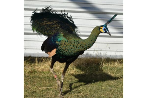 Ramario & Angel's Colorful Peafowl