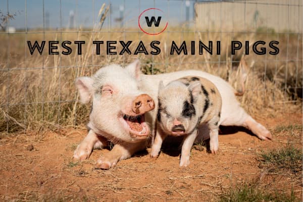 West Texas Mini Pigs