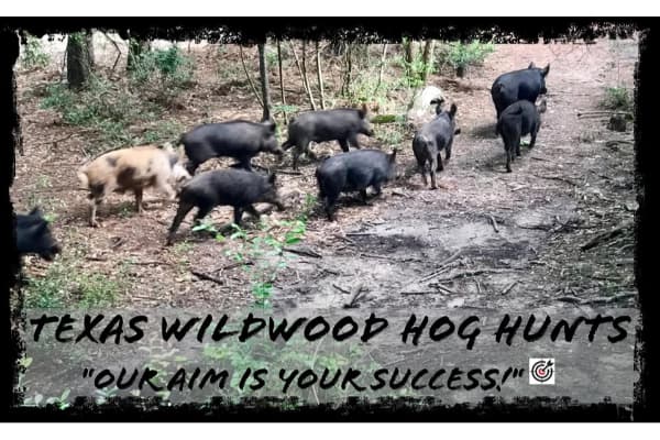 Texas Wildwood Hog Hunts