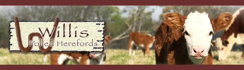 Willis Polled Herefords