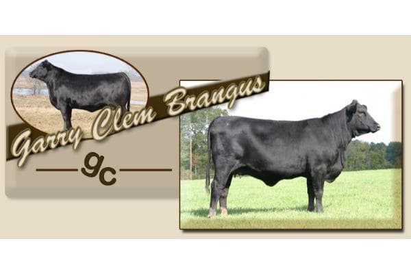 Garry Clem Brangus
