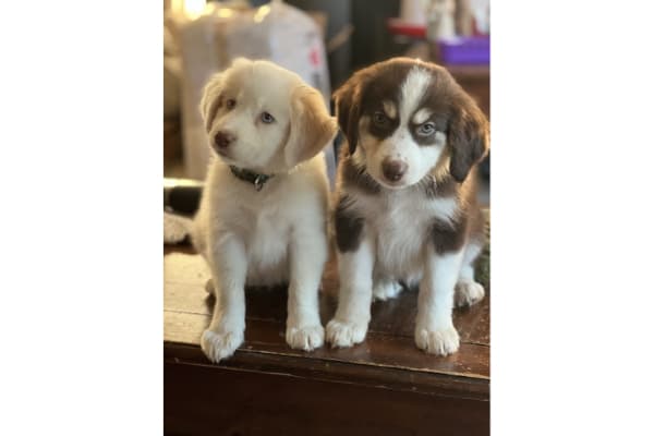 Menser Veterinary Clinic